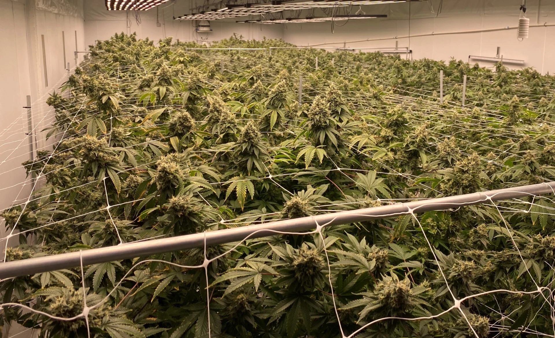 Cannabis-Cultivation-Consulting-Existo-Solutions-scaled